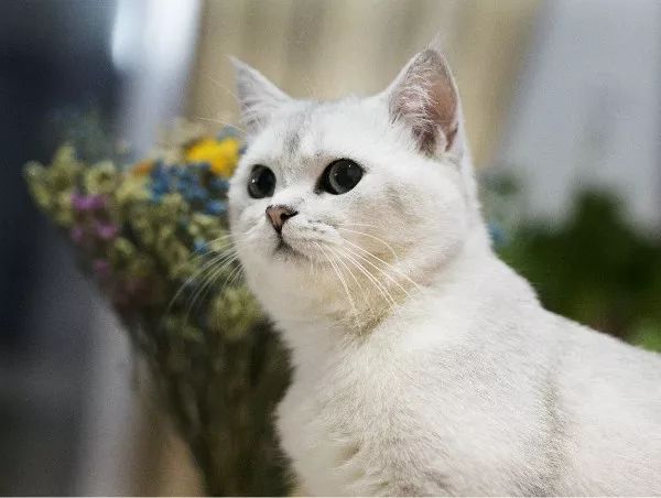 猫咪抓了一下主人一晚上没睡,主人被猫咪抓直流了一点血没事嘛