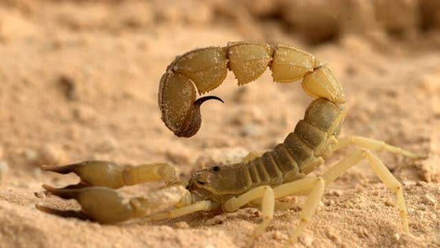 五毒之中蝎子的种类,五毒之首是蜘蛛还是蝎子