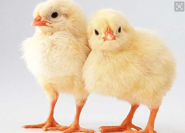 小鸡常见病症和治疗,小鸡常见病有几种用什么药