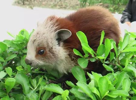 海南代表性动物,海南特有的珍稀动物