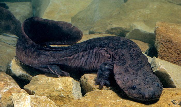 野生娃娃鱼放生的危害,遇到野生娃娃鱼的危害有多大