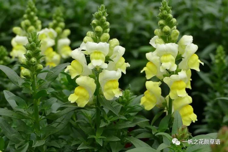 金鱼草的简介,金鱼草的地径