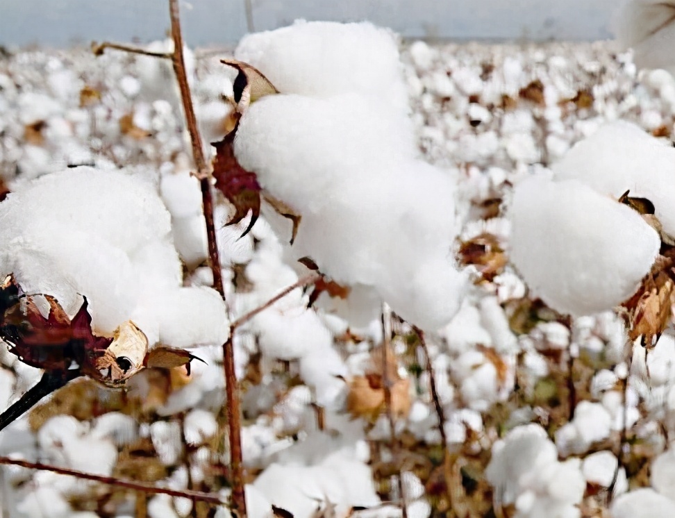 新疆棉花被官方通报批评了吗,新疆新棉花被