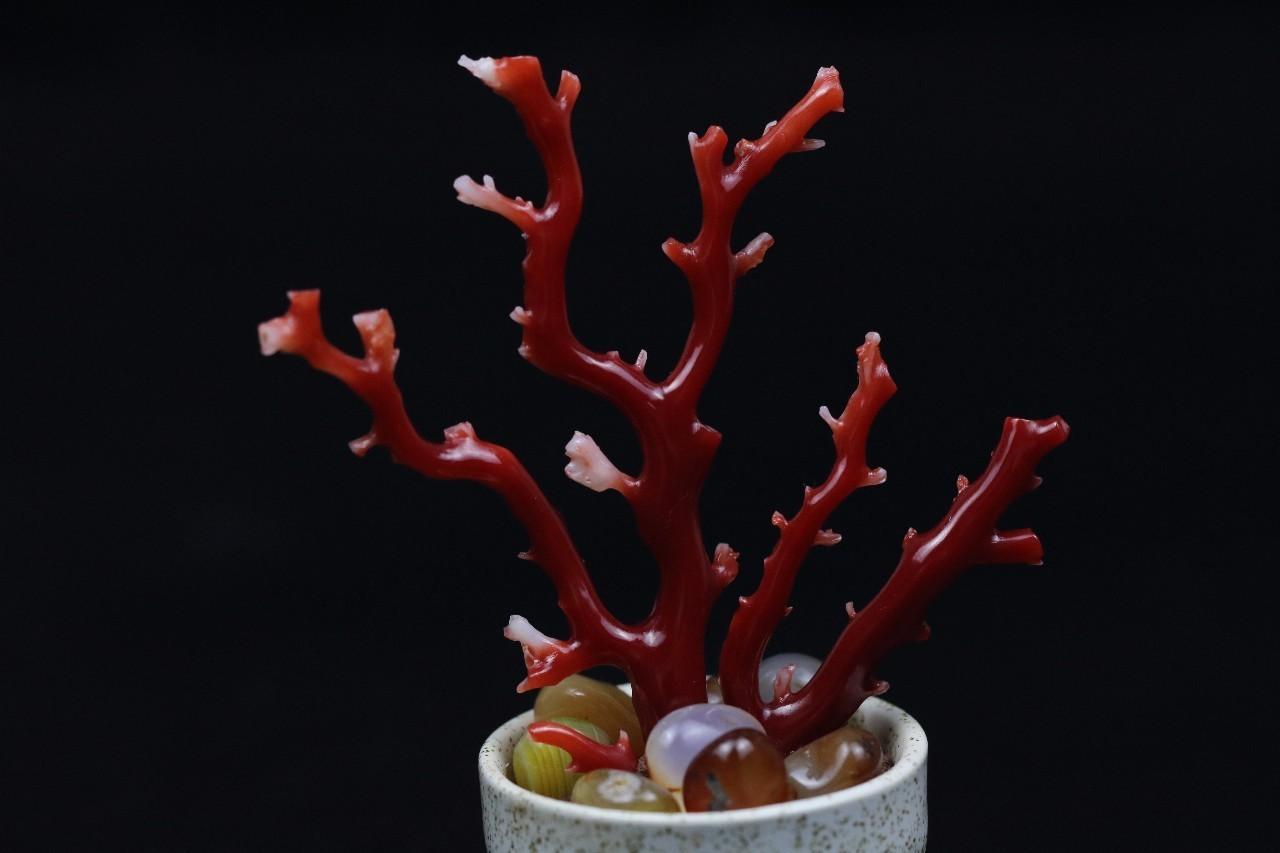 深海勇士号捞稀世珍宝红珊瑚,深海美人绝世珍宝红珊瑚