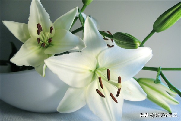 百合的种植方法和最佳时间,宜兴百合种植方法和注意事项