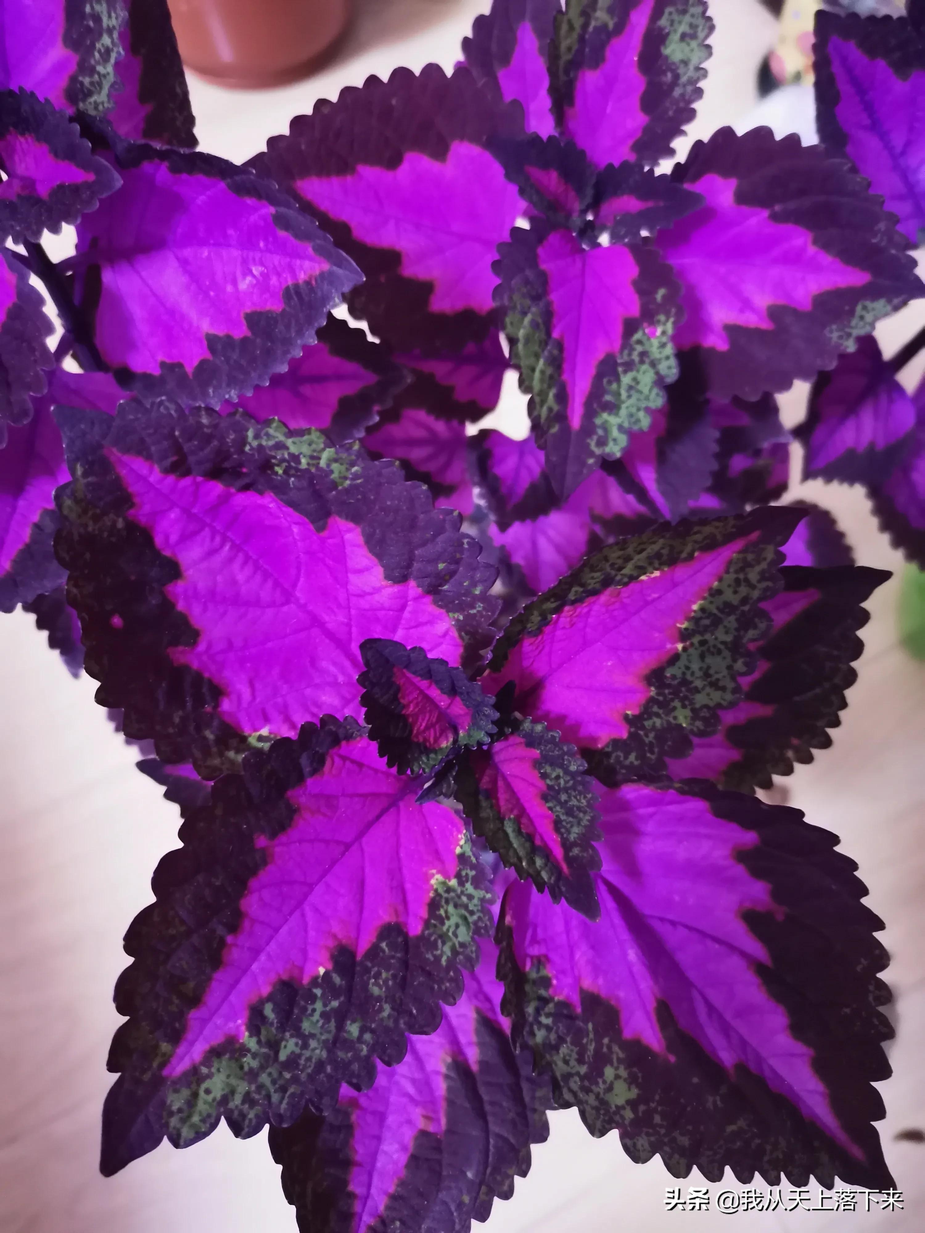 100张花朵美图,100张花图片大全