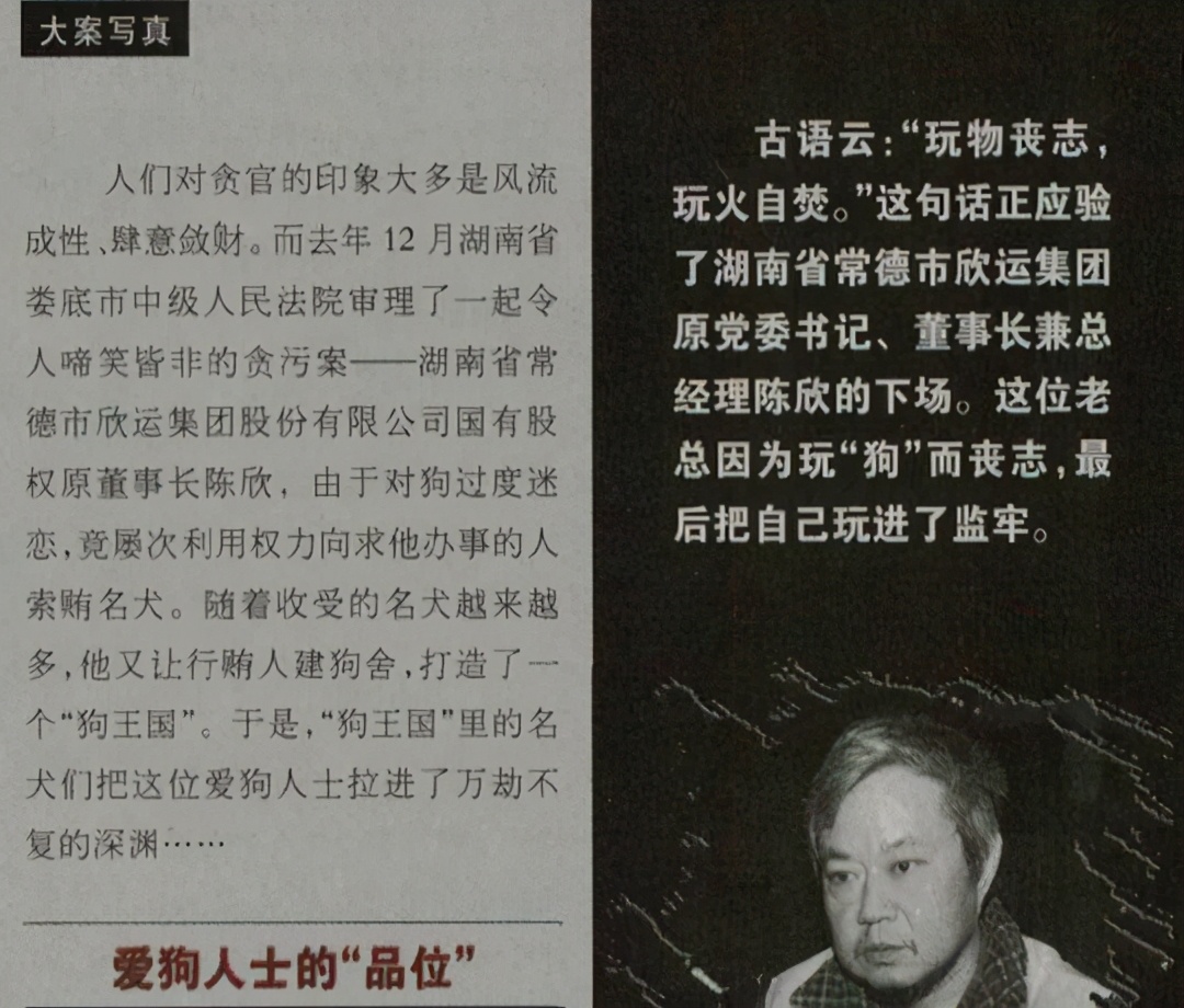 藏獒破灭高原上万流浪狗成灾,藏獒泡沫往事从东方神犬到流浪狗