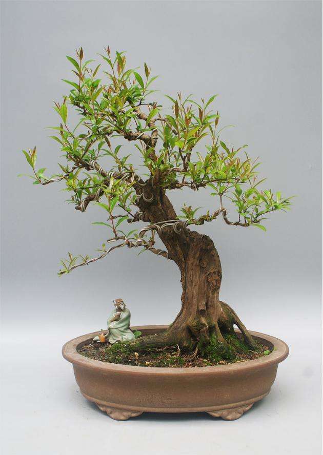 移栽的石榴树叶子掉了蔫了能活吗,石榴换盆后叶子蔫了怎么补救