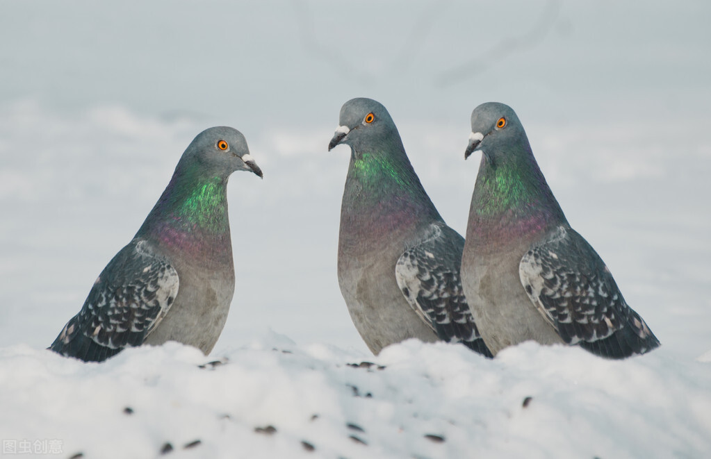 鸽子吐食拉稀绿便怎么治,鸽子吐食拉水怎么办