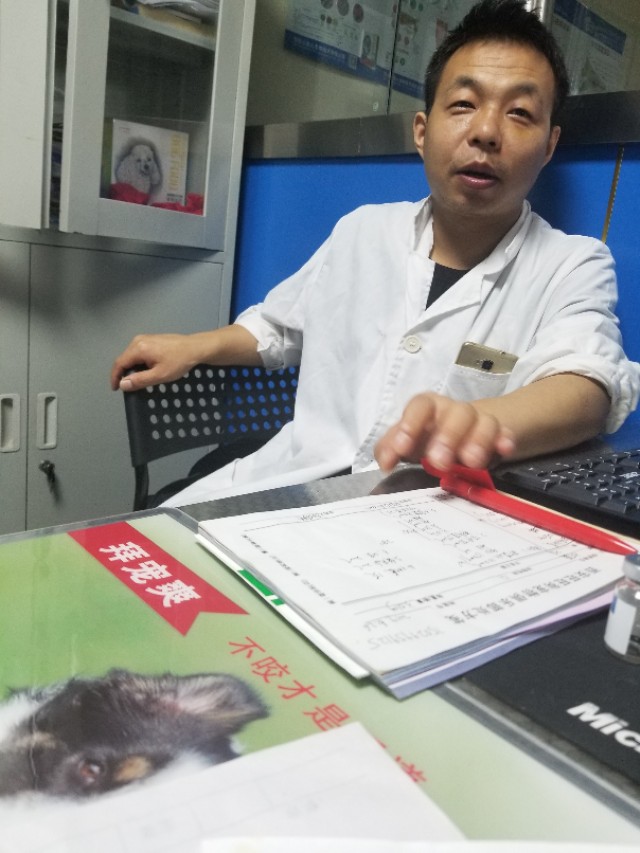 泰迪幼犬细小冠状能治好吗,幼犬泰迪得了细小自己在家怎么治