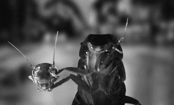 蟑螂的十大真相,最可怕的蟑螂是什么蟑螂