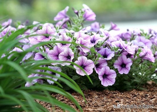 养花常识富贵竹,牵牛花的养花小技巧