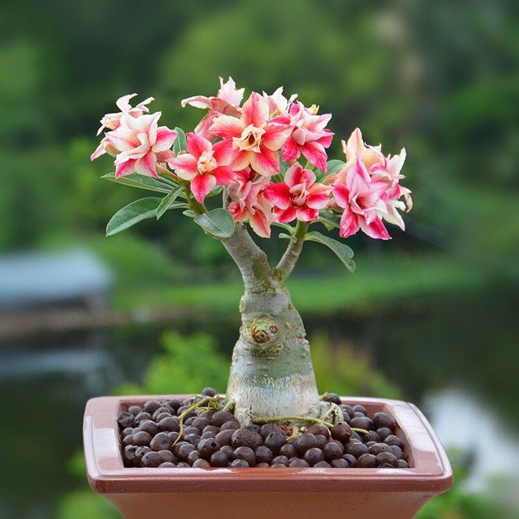 好养的盆栽花卉排名前十,盆栽花比较好养的有哪些