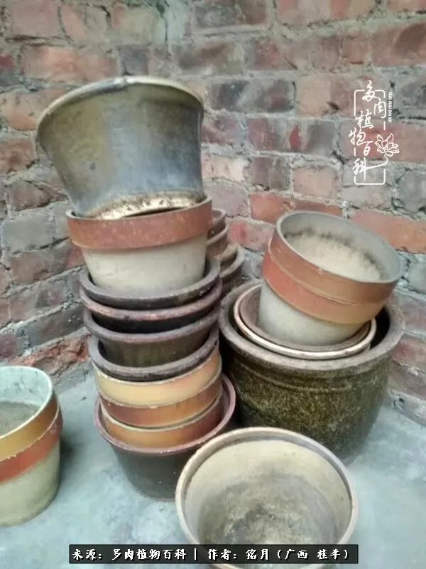 多肉怎么养出色彩,多肉很容易出现美丽的色彩