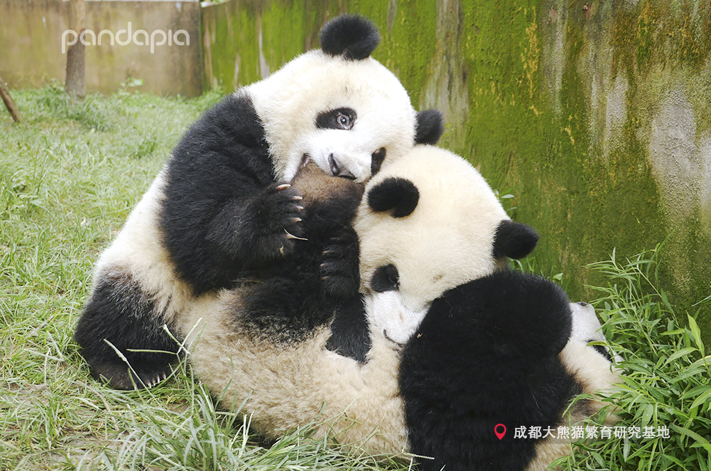 如何快速识别熊猫,熊猫的战斗力在动物界排名