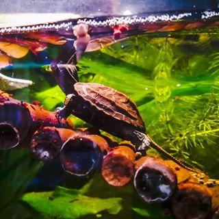 养草龟新手入门,草龟新手入门需要备点什么药