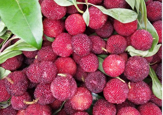 杨梅怎么才能把虫子泡出来,杨梅虫子怎么泡出来