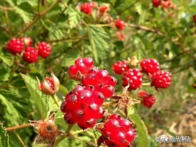 栖霞的美食,栖霞有哪些好吃的美食