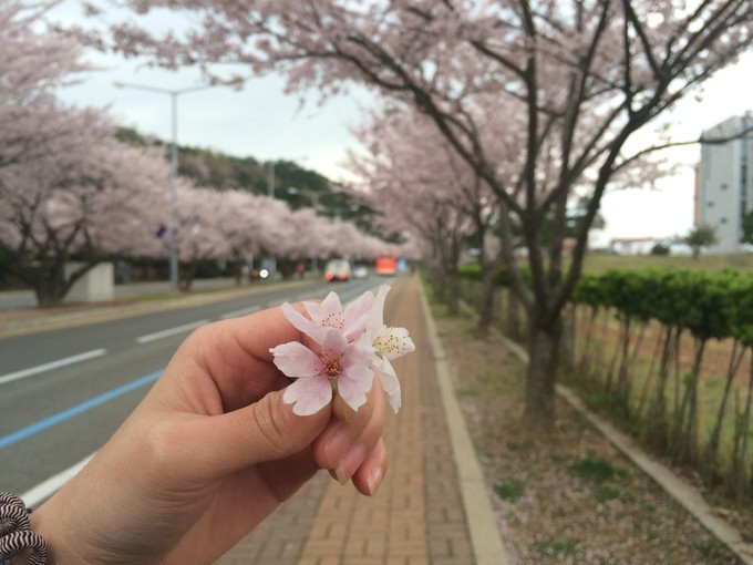 2020速学驾照,韩国驾考最新攻略