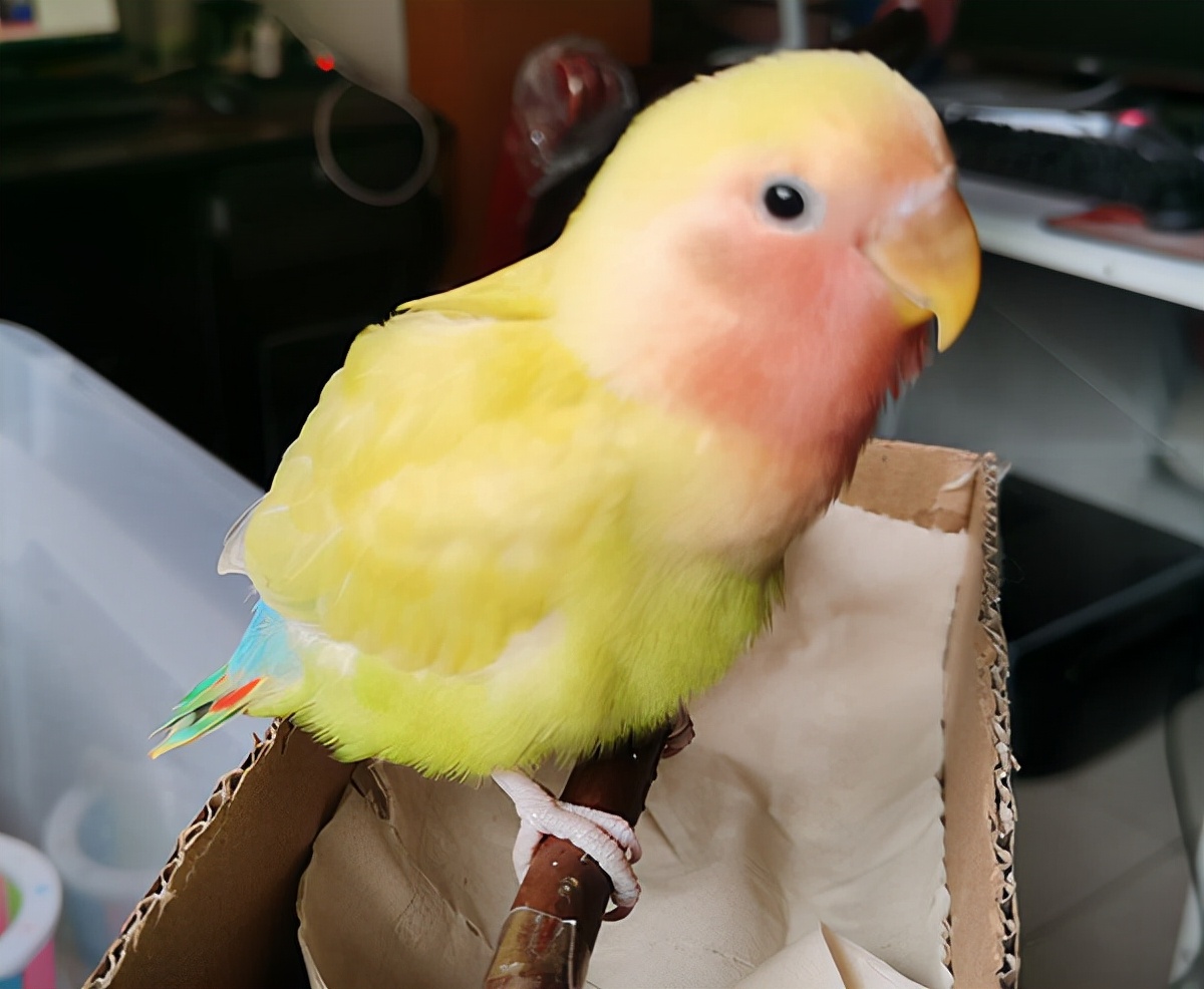 有多少快乐就有多少忧伤女声版,有多少快乐就有多少悲伤简谱