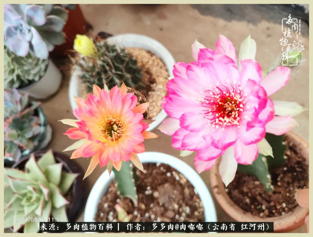 这个春天我们一起去赏花,这个季节我们一起去看花