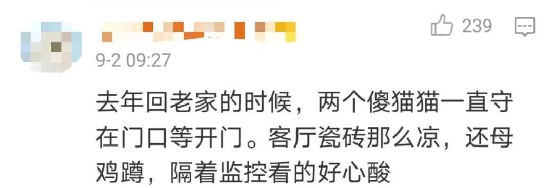 “因为一句话，我家猫在监控前守了一夜，彻夜未眠”