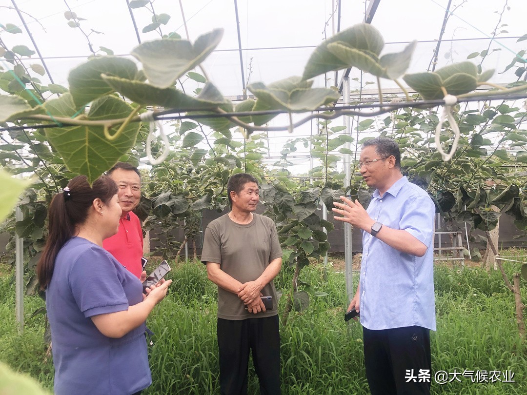 眉县猕猴桃合作社名单,眉县猕猴桃专业合作社