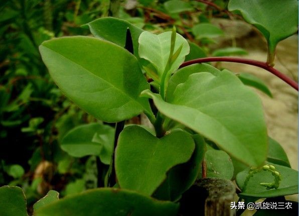 原产巴西路边常见草本,在国外没人要的野草