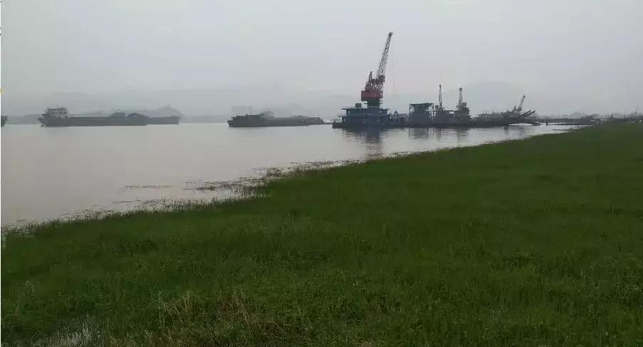 武穴又到挖野菜的时候了,江边好多人都在挖野菜,你吃了吗?