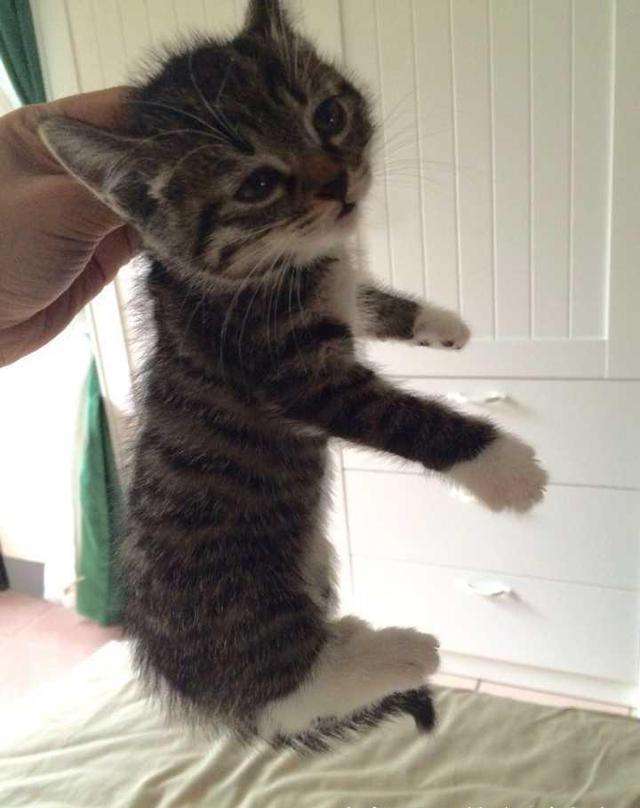 猫咪掐住脖子,猫咪被掐住脖子