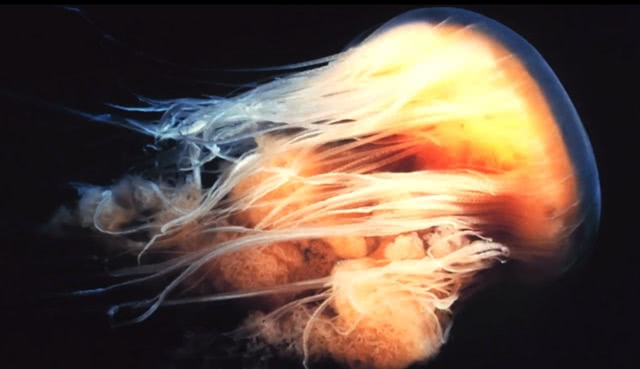 什么水母可以吃掉蓝鲸,巨型水母像鲨鱼一样