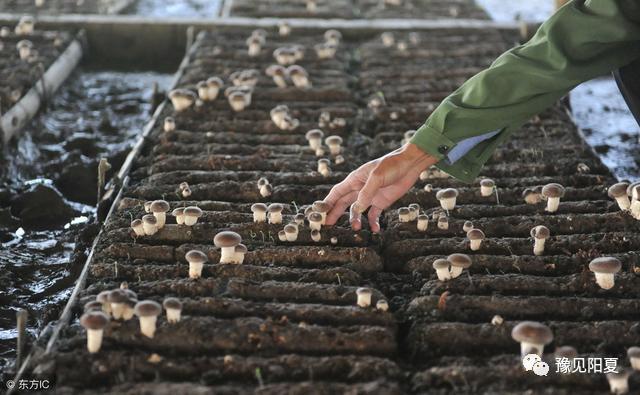 食用菌栽培技术大全视频教程,食用菌种植技术全过程