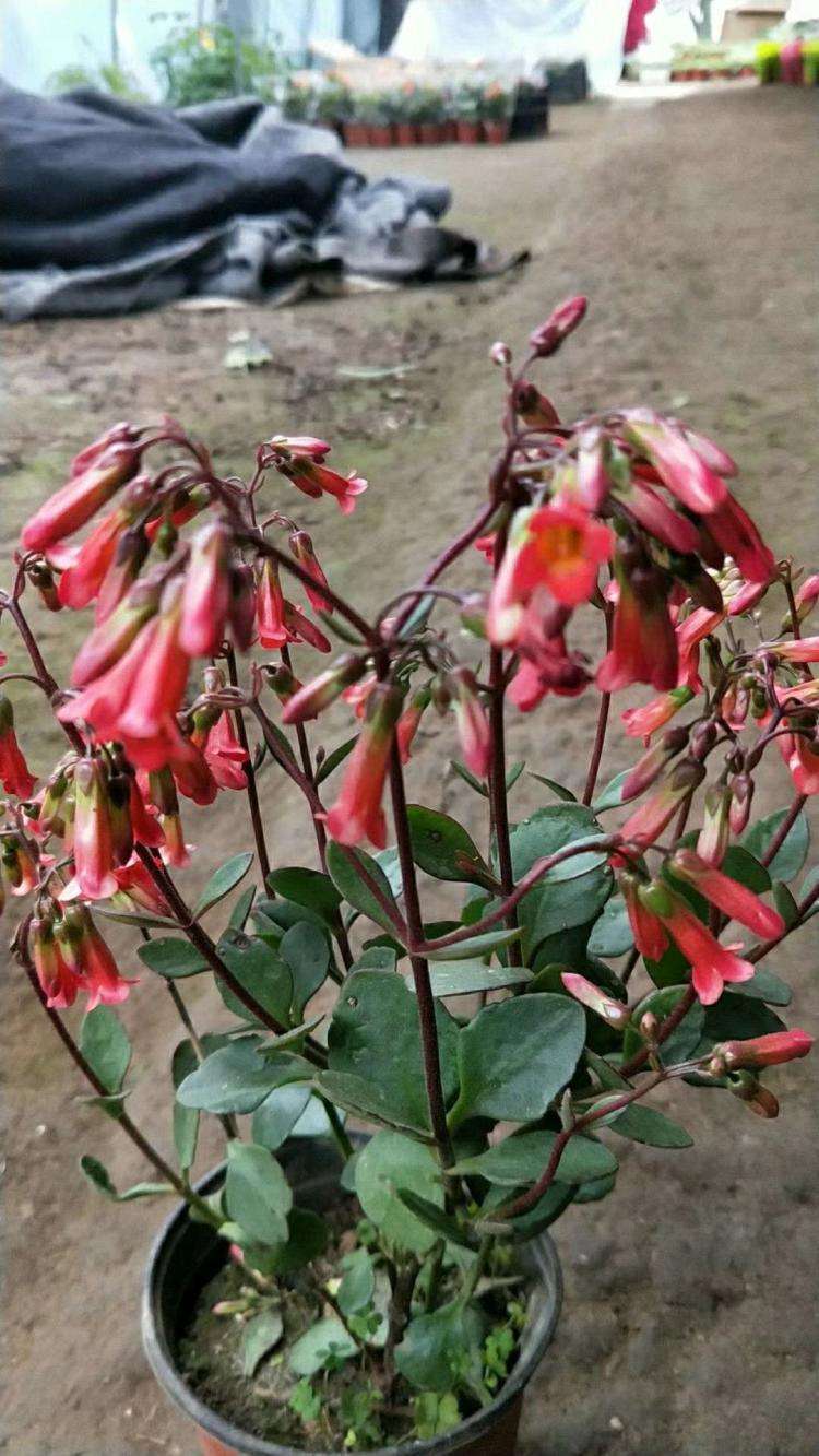 宫灯款年宵花,最旺家的花宫灯长寿花