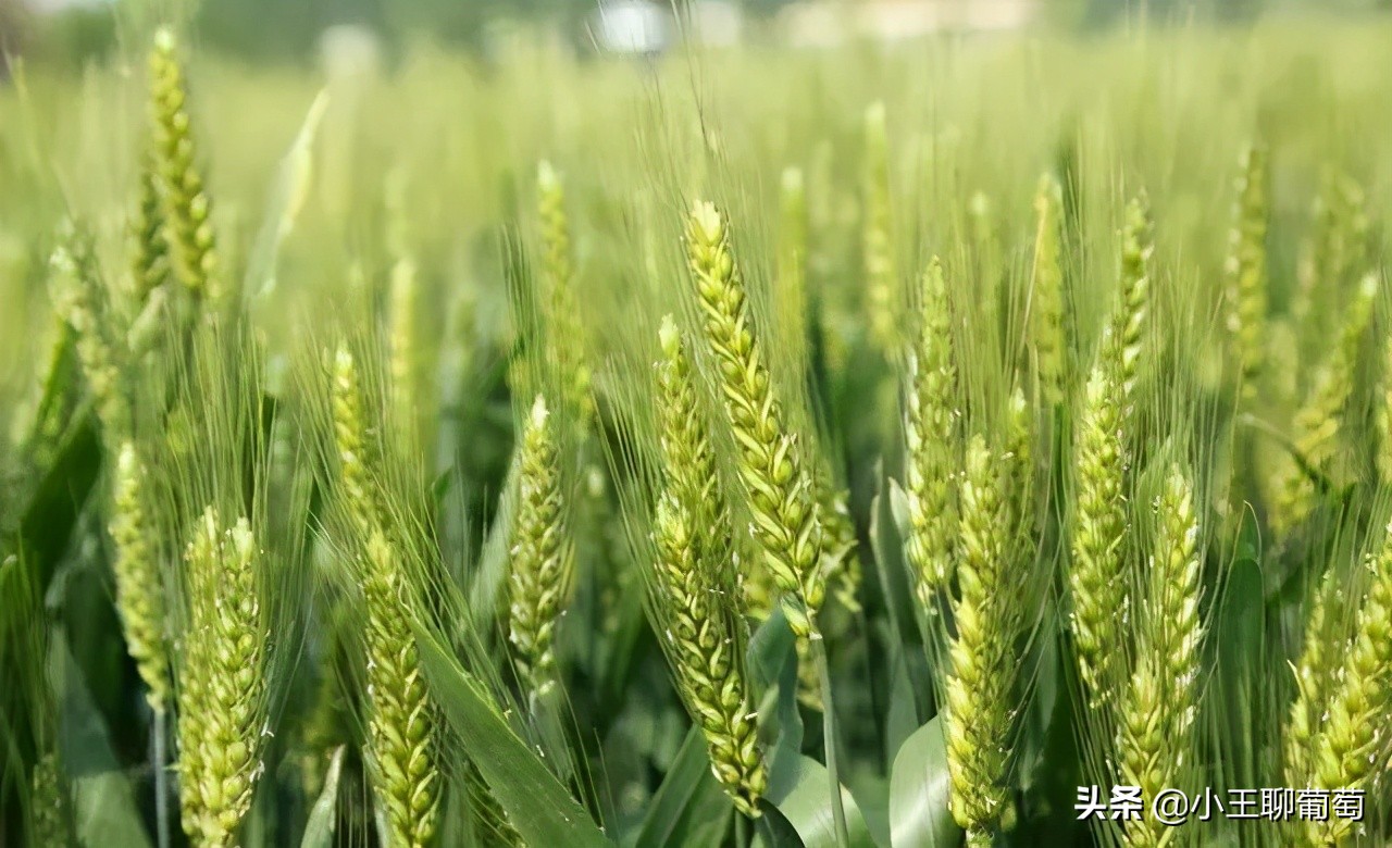 磷酸二氢钾假货是肥效不够吗,假的磷酸二氢钾纯度99和98的区别