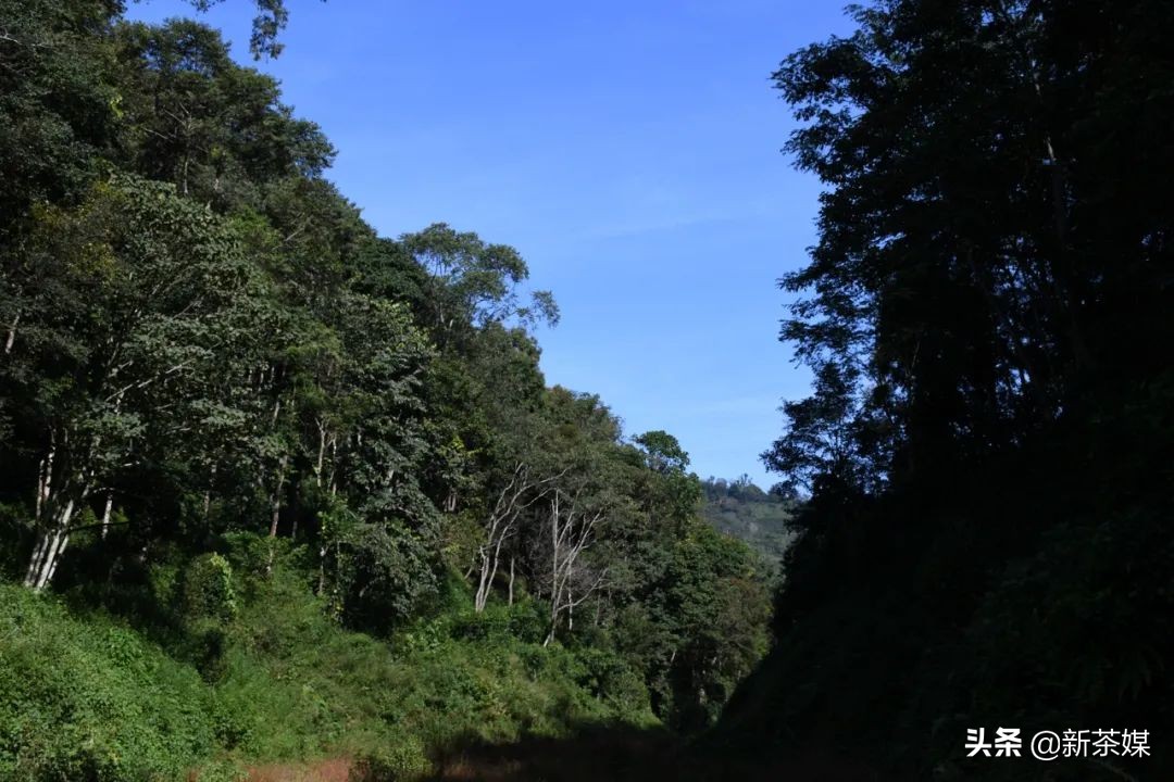 南糯山拔玛寨茶的特点,南糯山拔玛茶介绍