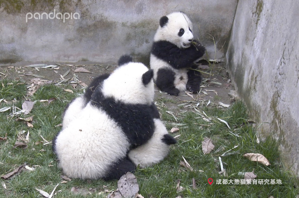 如何快速识别熊猫,熊猫的战斗力在动物界排名
