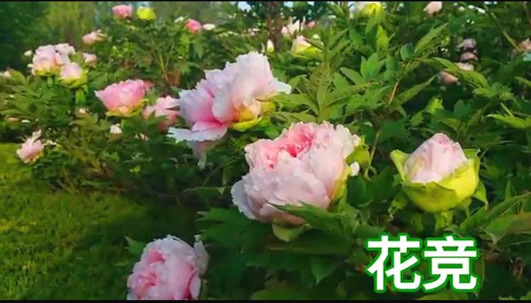 雍容华贵的国之牡丹惊艳了世界,美丽富贵的国花洛阳牡丹