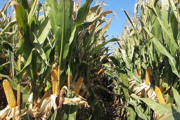 金海1150玉米抗锈病吗,金海2010玉米