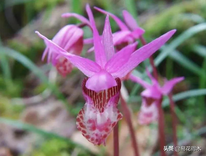 布袋兰花品种图片大全,我国特有的单种属珍稀濒危兰花