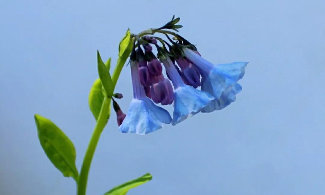 芳踪难觅濒危花！清新治愈篇：沙漠高原是吾家，豹子花的春天来了