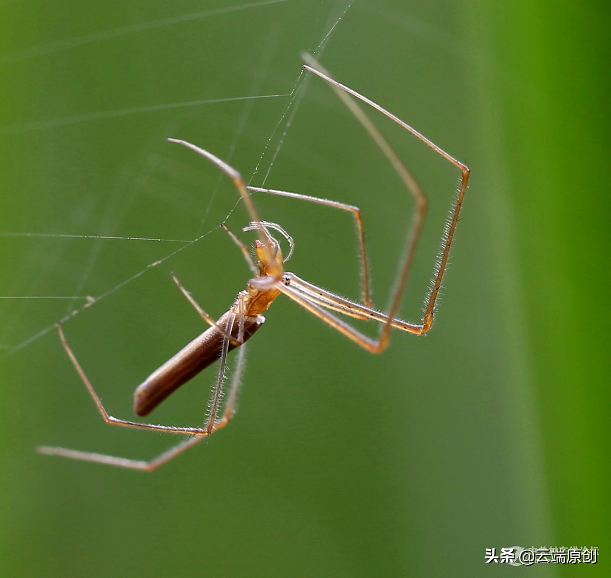 《蟢》-不是所有蜘蛛都可以叫蟢的