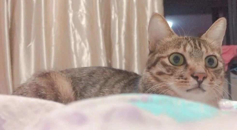 白细胞升高一定不是病毒感染吗,白细胞假性升高原因