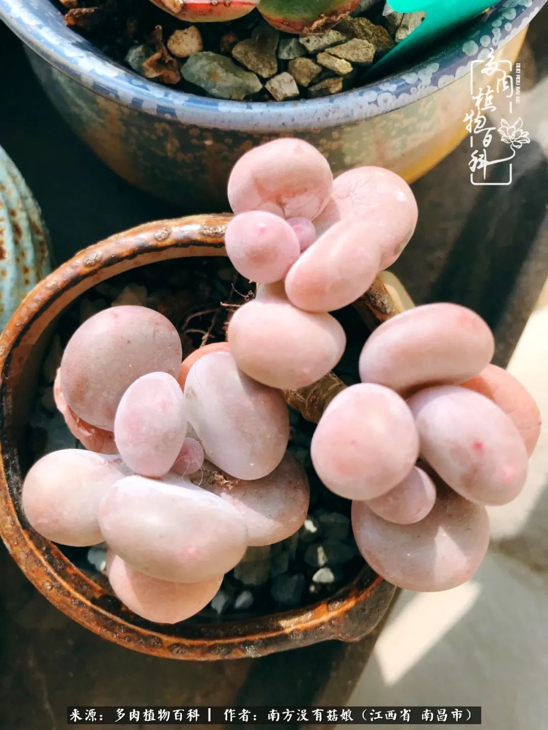 既见云胡不喜,既见君子云胡不喜毛笔楷书