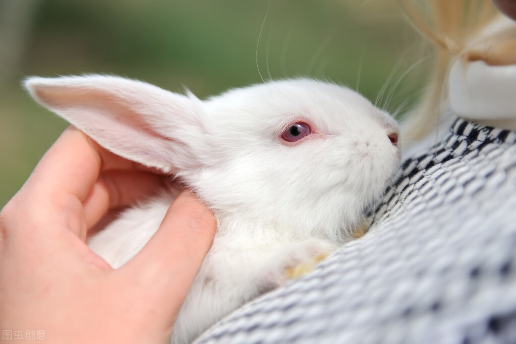 兔子眼屎太多睁不开眼,兔子一边眼睛有眼屎