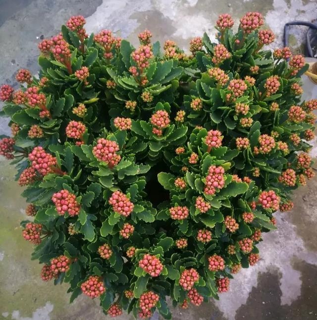 长寿花打花苞了，如何施磷酸二氢钾，可让花苞更多，开花更艳？