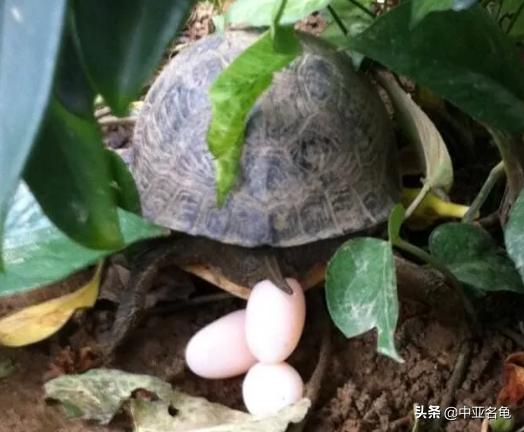 新手养龟快速入门教程,石金钱龟冬天怎么养新手必看