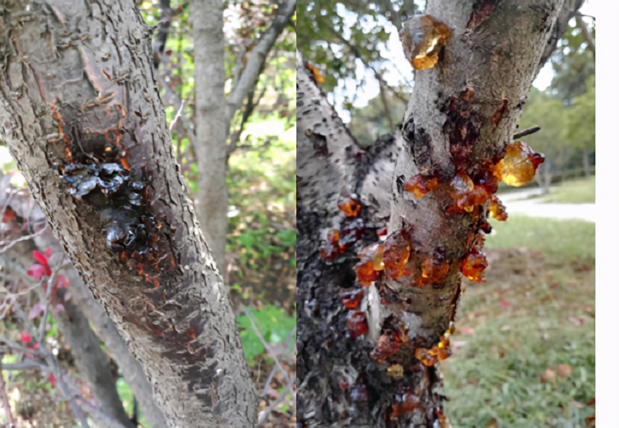 四月份园林植物病虫害防治,五月份园林病虫害防治科普百科
