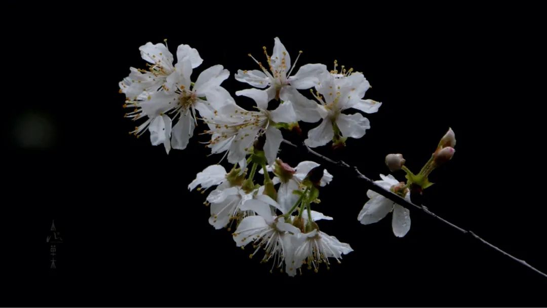 四明山龙观山,四明山国家森林公园樱花