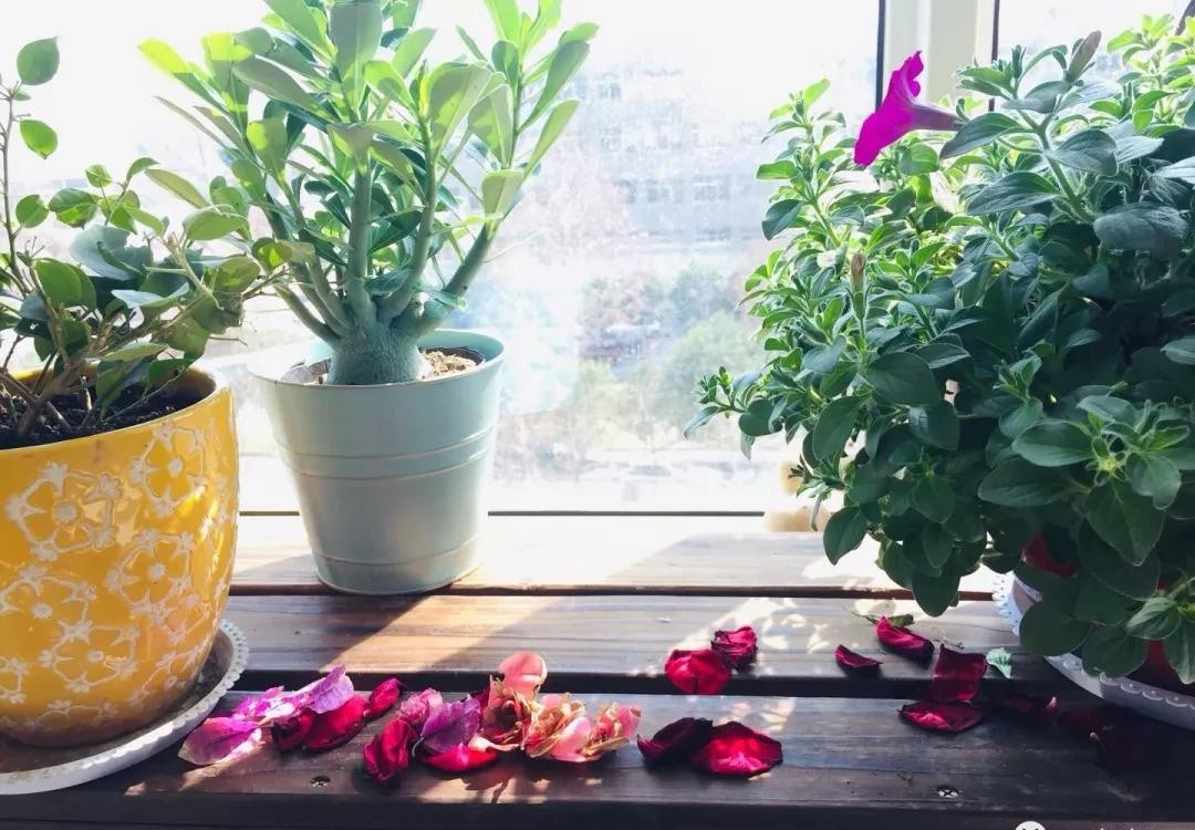 没有阳台也可以种花,没有院子没有阳台适合种什么花