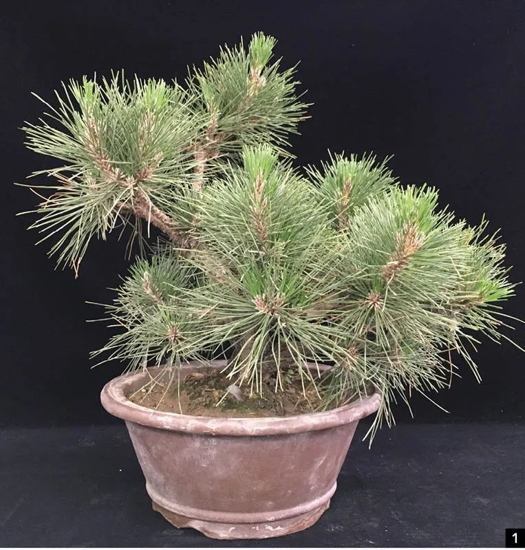 盆景造型修剪基本方法,修剪盆景树技巧